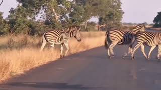 WILDEST Zebras Parade in Kruger National Park!🦓👌💯