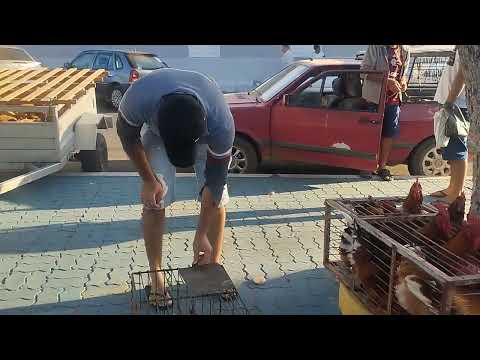 Venda de galinha caipira e caipirão feira livre de Palmas de Monte Alto Bahia 