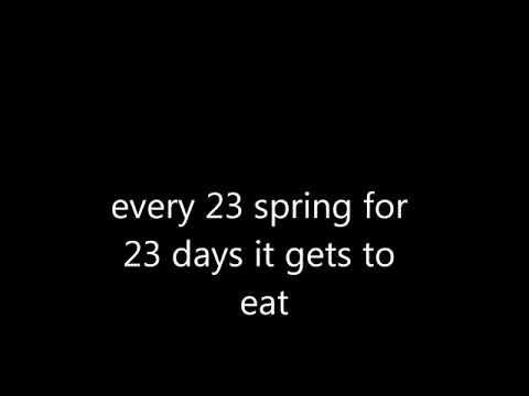 every 23rd spring for 23 days it gets to eat