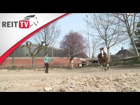 Lunging - Working on the lunge line