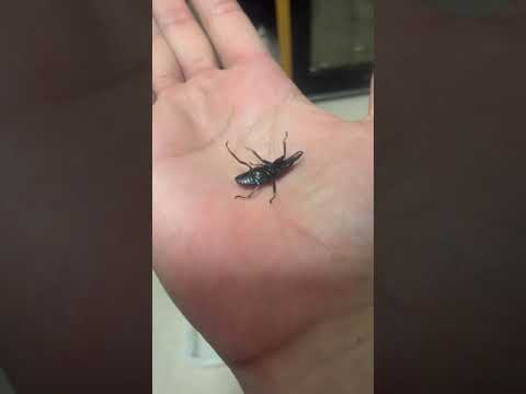 Fight or flight: In his case, he chose to escape with all his might.(Dorcus striatipennis) 闘争か逃走か①