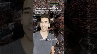 TRAFFICKED arachnids threatened with extinction