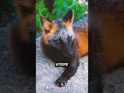 Here's Why Cross Foxes Have Become Rare