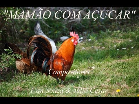 MAMÃO COM AÇUCAR - Ivan Souza & Júlio César