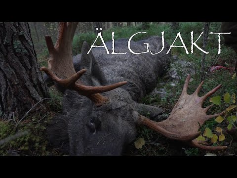 ÄLGJAKT 2025 🫎 – Pinntjur & skoveltjur i Värmlands Skogar