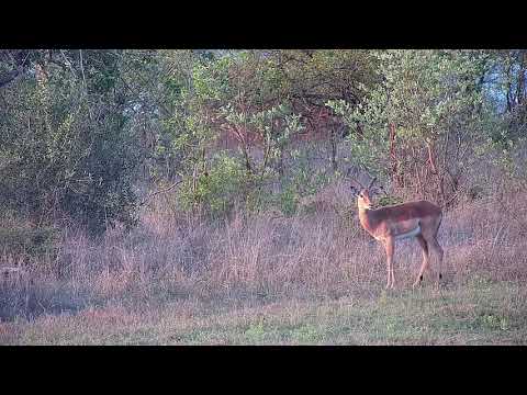 Djuma: Impala ram - 05:23 - 10/29/21