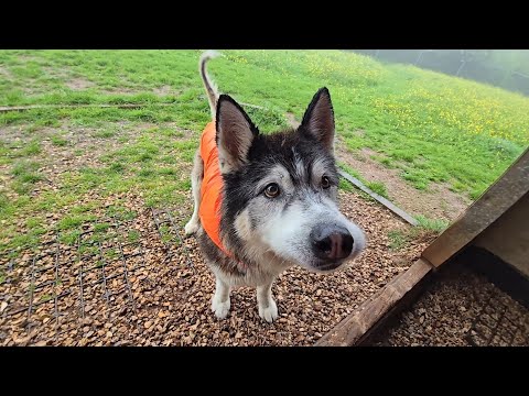 Old Husky Thought I Was Gone And Didn't hear Me Calling