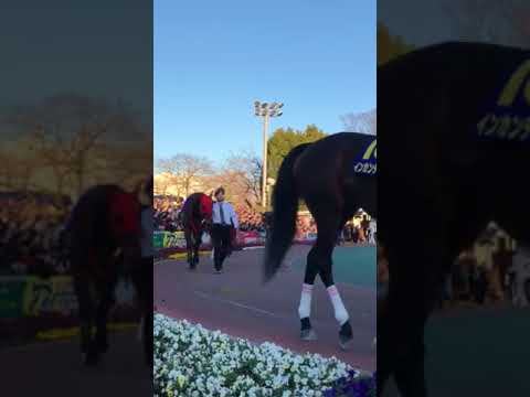 東京大賞典パドック(2017.12.29)