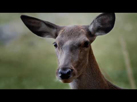 WE ARE CREEPZ - NeverNeverland - 2017