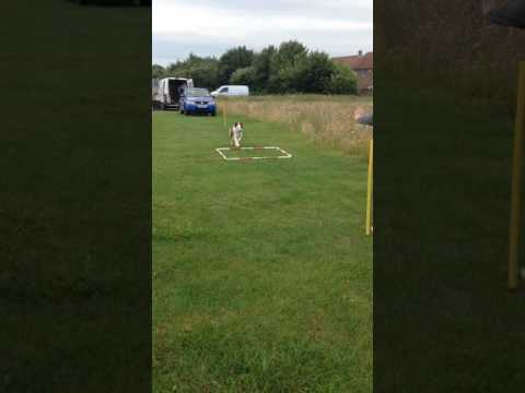 Enve Canine Services video.