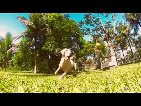 Um dia divertido no parque com cachorros