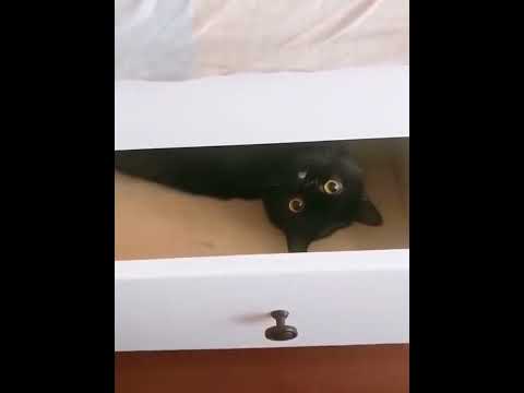 funniest animal videos of 2022 - funny golden retriever dogs and cutest golden puppies  V.18438 #fu