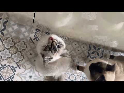 Birman cat meowing 🥹