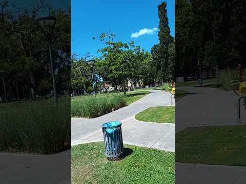 Salvar 2 pinos en Plaza San Martin de Bella Vista, San Miguel. Buenos Aires.