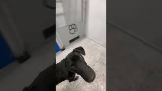 Video preview image #1 Doberman Pinscher-Great Pyrenees Mix Puppy For Sale in Buffalo, MN, USA