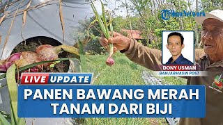 Petani Pugaan Tabalong Berhasil Produksi Bawang Merah Biji Hibrida, Hasilkan 15 Kilogram Per Hektare