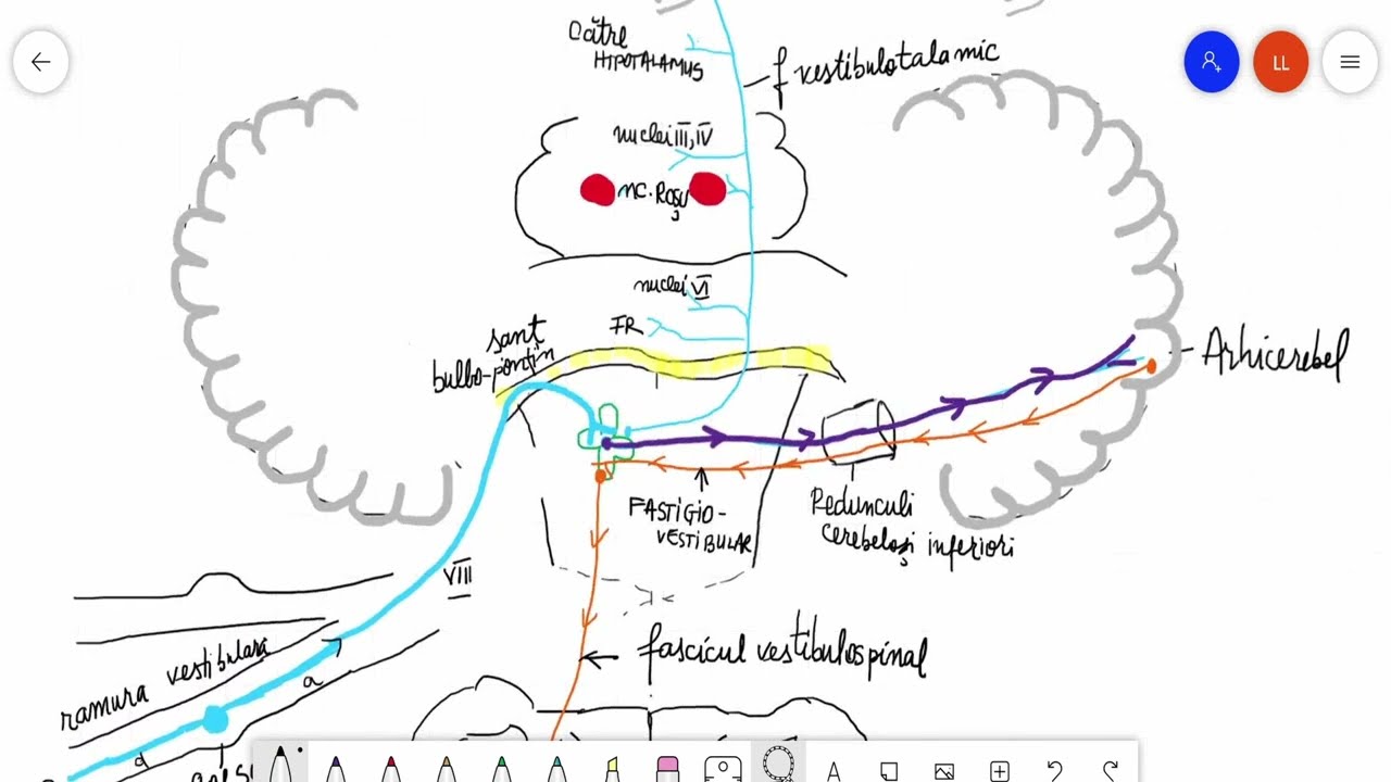 Watch Segmentul Periferic Al Analizatorului Auditiv Now Analizatorul acusticovestibular III- Segmentele analizatorului vestibular