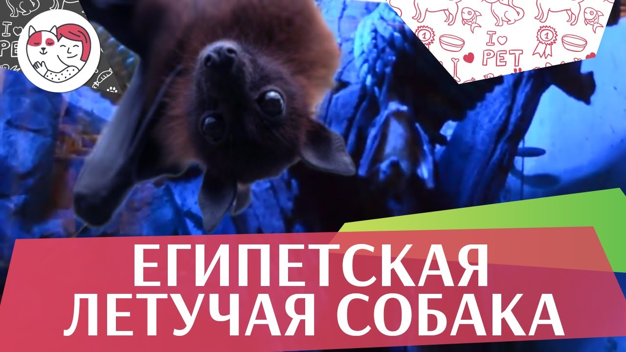 Египетская летучая собака Содержание на ilikepet