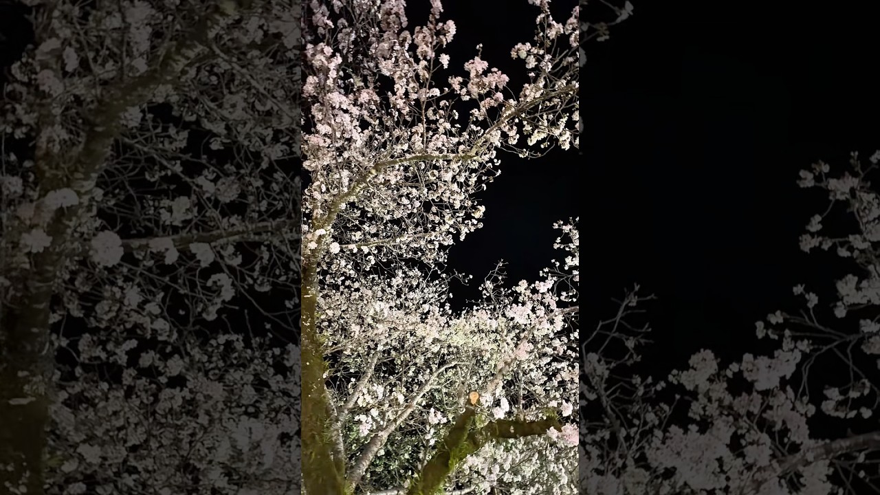 宮崎の夜桜スポットが雰囲気良すぎる！🌸