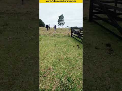 59 HECTARES CAMPO LINDÍSSIMO PARA PECUÁRIA OU PLANTIO EM SENTINELA DO SUL RS.