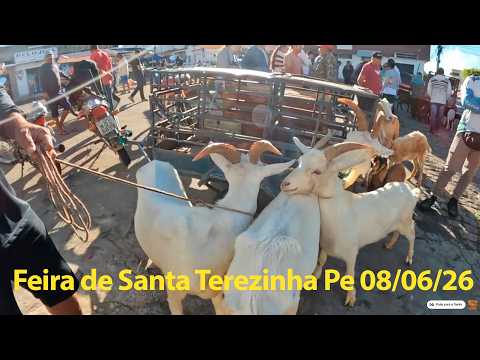Feira de Santa Terezinha Pernambuco 08/06/2026 - Preços das Criações e das Carnes no Açougue Parte 1