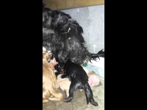 Parto de Negra - primeriza