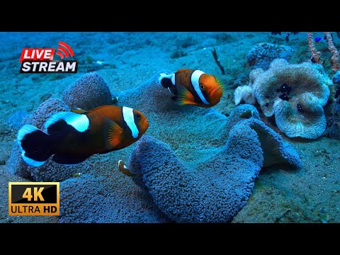 11 HOURS of 4K Underwater Wonders + Relaxing Music - The Best 4K Sea Animals for Relaxation