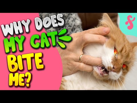 🩸 Why Does My Cat Bite Me? | Furry Feline Facts