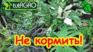 Листья желтеют, вянут, покрываются пятнами? Руки прочь от удобрений! Скорая п