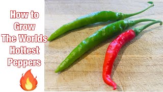 How to Grow the Worlds Hottest Peppers.