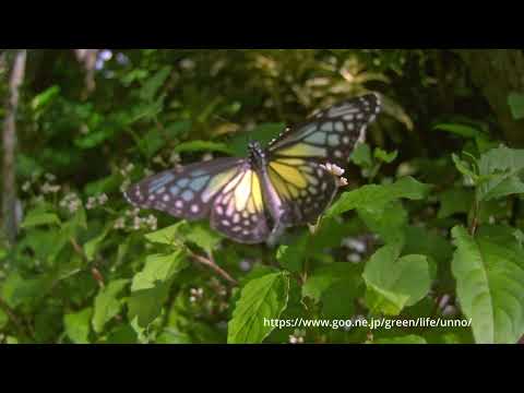 ウスキヒメアサギマダラの飛翔、スローモーション