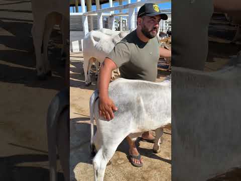 Bezerro topado de bom em Afogados da Ingazeira-PE