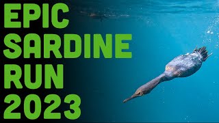SARDINE RUN 2023