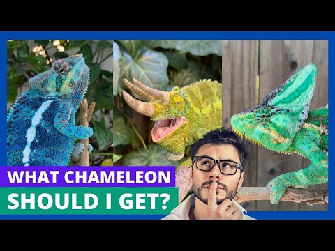 Chameleon Species Showdown: Find Your Ideal Pet!