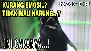 Download lagu CARA KEJAR EMOSI PADA BURUNG KACER mp3