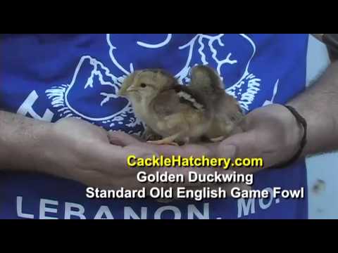 , title : 'Golden Duckwing Standard Old English Game Fowl Chicken Breed | Cackle Hatchery'