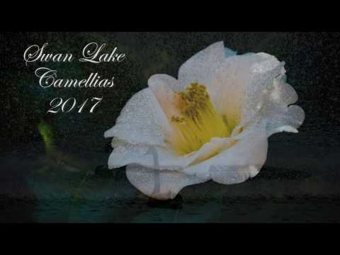 download lagu mp3 mp4 Camellia Swan Lake, download lagu Camellia Swan Lake gratis, unduh video klip Camellia Swan Lake