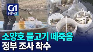 [G1뉴스]소양호 물고기 떼죽음..정부 조사 착수