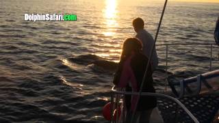 Killer whales drag sea lion under boat.mp4