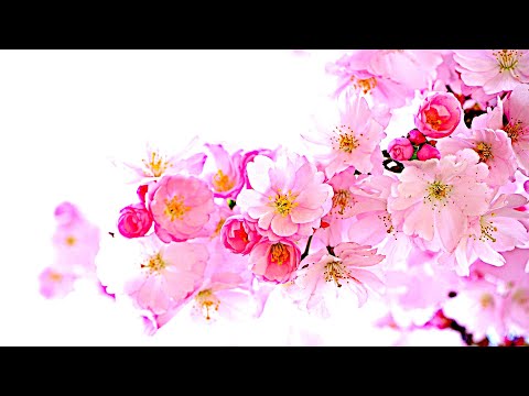 Awaken The Feminine Sensuality with The Sacred Feminine Goddess Music - Meditation For Female Energy