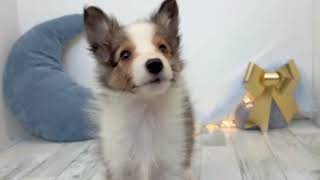 シェットランドシープドッグの動画01