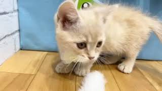 マンチカンの動画01