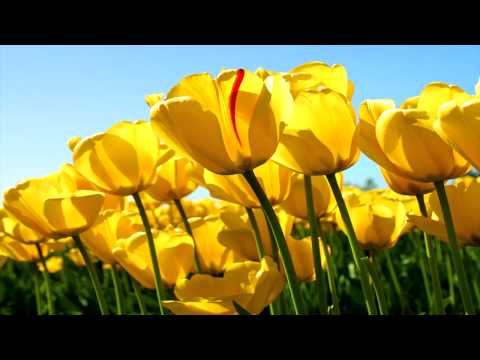 Suncatcher & Mihai M pres. Starshifters - Phobia