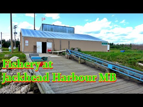 Fishery at Jackhead Harbour MB The Outdoor Adventures Vlog#1855