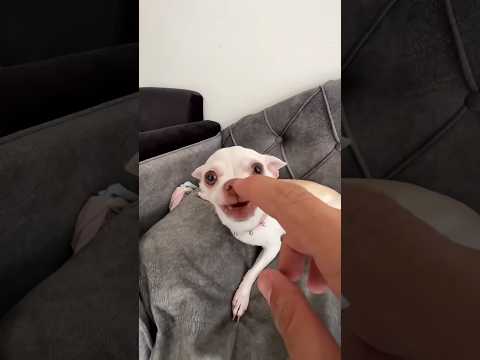 #chihuahua #funny #pets #dog #crazy #animals #memes #viral