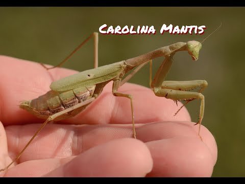 Modlivka karolínska (Stagmomantis carolina) — video o chove a starostlivosti