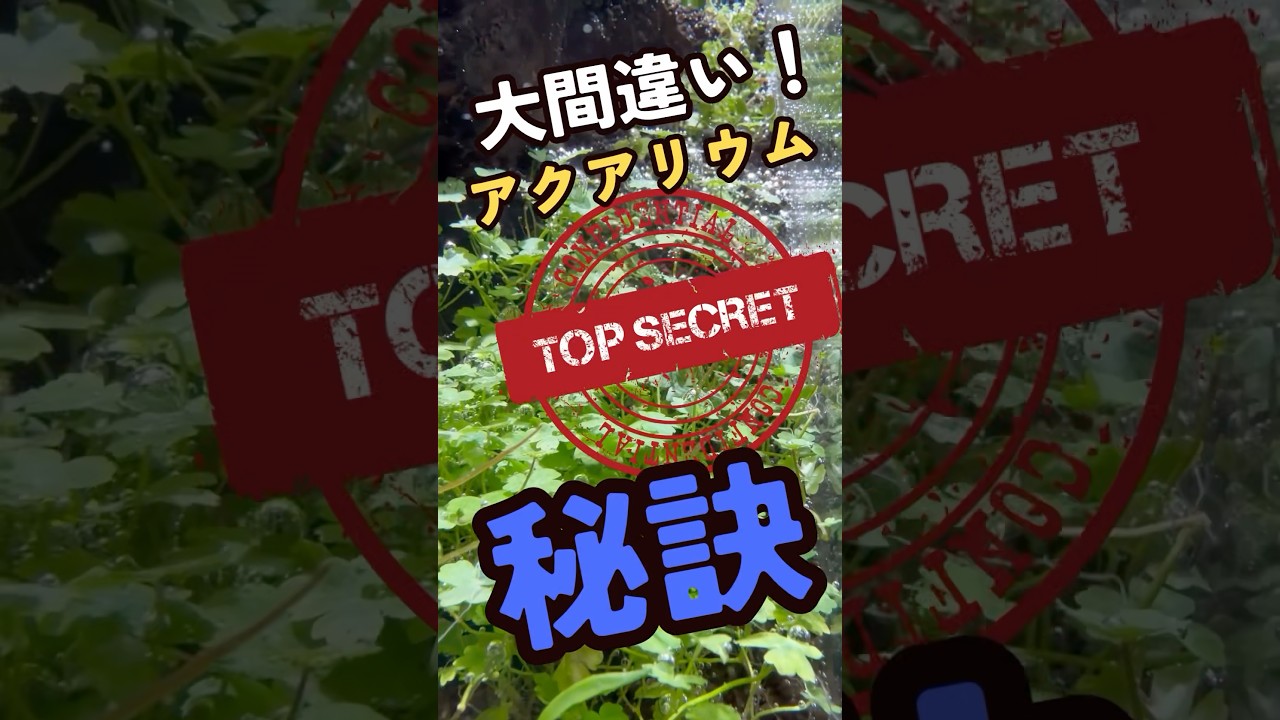 【勘違い続出】アクアリウムの秘密大公開！#アクアリウム #aquarium #aquascape #水草 #光 #光合成 #メダカ