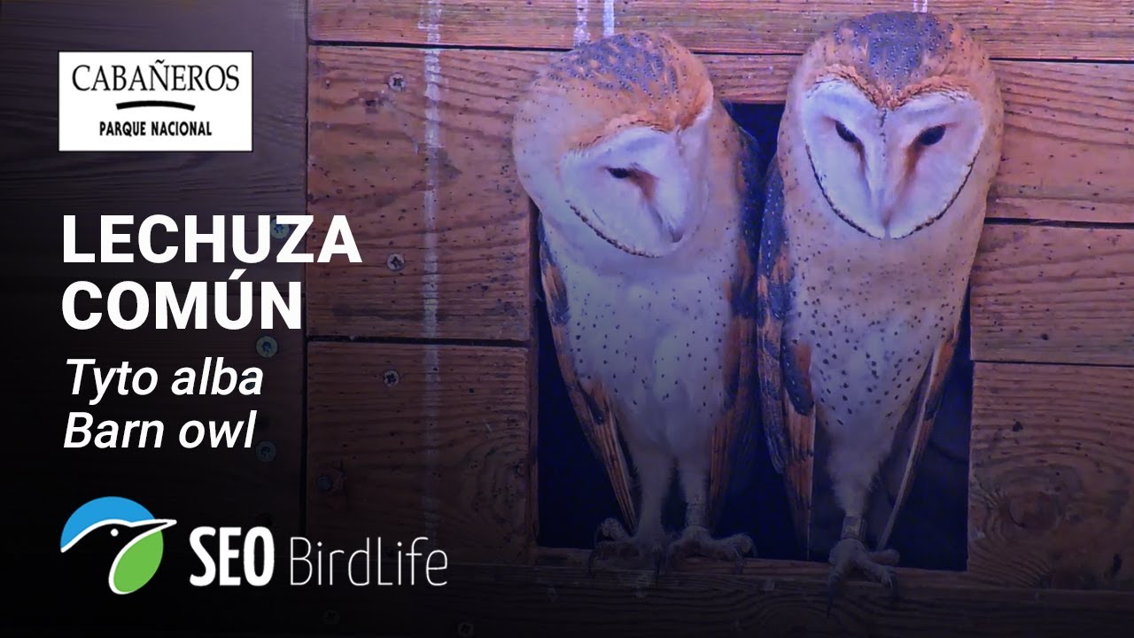 Live webcam view of Cabañeros Barn Owl Nest Cam