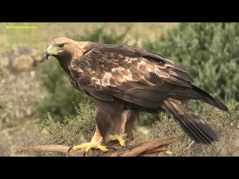 AGUILA REAL | GOLDEN EAGLE | Aquila chrysaetos