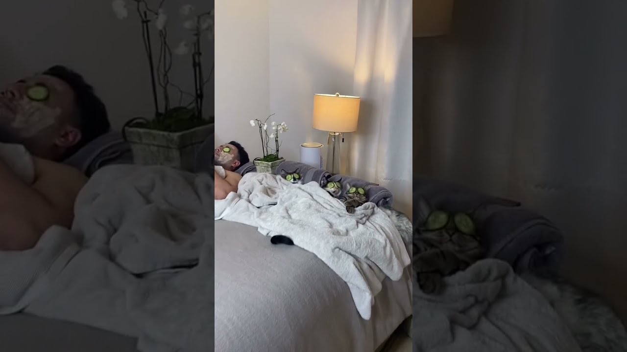 Cat daddy has 'SPA DAY' in bed with CATS – complete with relaxing music and cucumbers on eyes